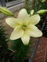 [5066 Ercolano No02.JPG]